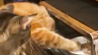 Orange Cat's Friendship with Striped Cat