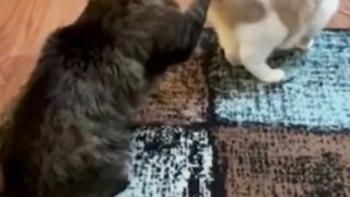 The story of the friendship between an orange cat and a striped cat