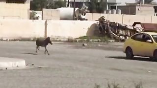 Donkey 6