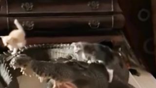 Kitten Stories