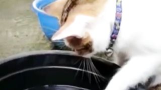 Unique Character of Cats