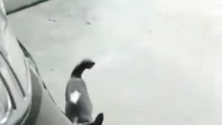 Funny Cats Behavior