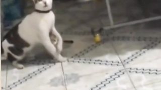 Mother Cat is Frightened Her kittens are kidnapped