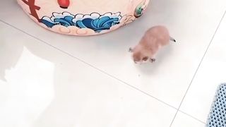 Mother Cat Confused Looking for Her Child which is being carried
