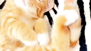 Lazy Orange Cat Wakes Up