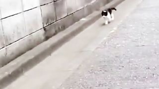 Happy Kitten After Playing