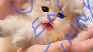 So cute so funny ????