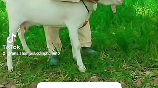 Goats for sale in Pakistan 5