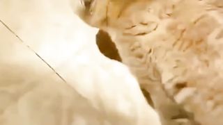 Orange Cat Doesn't Want to Bath