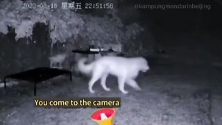 Anjing pintar 2
