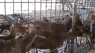 Feeding a herd of deer