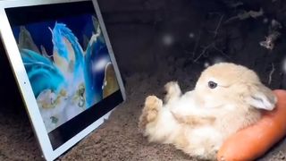 This baby rabbit's behavior is really cute