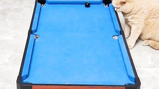 Funny cat 266