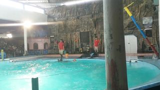 Dolpin Play Ball
