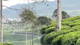 Kebun teh gunung sumul