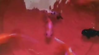 Fish in Red Water