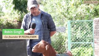 Ek bakri kutta kyun banna chahti hai? | India’s First GOAT Activist