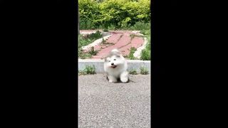 funny animal compilation | pets doing funny things | owner & pets