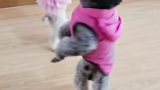 Dog????????????????????????????????????????
