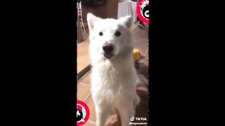 TALENTED, CUTE AND FUNNY DOGS TIKTOK | ANIMAL VIDEO