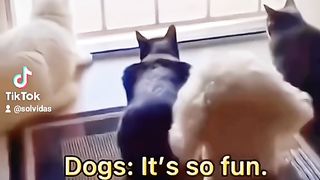 Funny animals 135