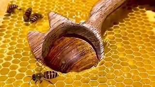 honey bee