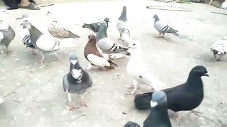 Recer pigeon beautiful breeder pair