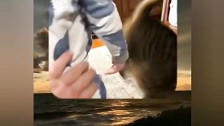 Video kucing lucu VI