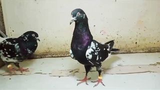 Banky kamgar breedar pair beautiful breeder pair best flying