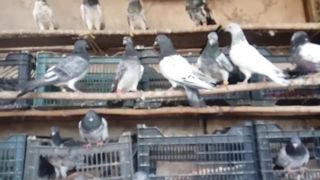 Mix pigeon breeder pair best flying