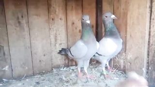 Beautiful pigeon sabaz racer red aye breeder pair