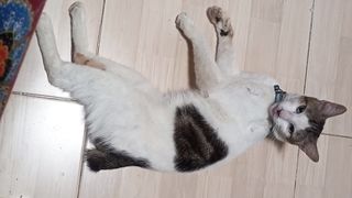 Nemo lagi mandi