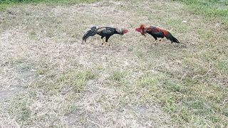 Ayam jago kelahi di belakang rumah