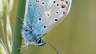 Beautiful Butterflies