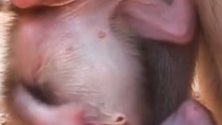 Newborn baby monkeys fly through their tongues