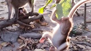 two little monkeys playing together on a branch