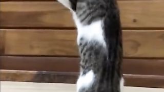 I can teach u fight kungfu