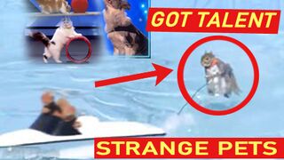 STRANGE PETS ON GOT TALENT