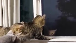 Funny Cat Viral Video 102
