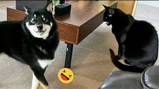 Funniest Dogs And Cats Videos ???? - Best Funny Animals Videos 2023???? #7