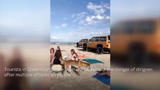 Australia Dingo bites sunbathing tourist in Queensland