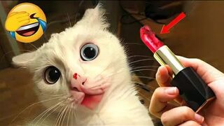 Best Funny Animals ???? | Funniest Dogs And Cats Videos 2023 ???????? #76
