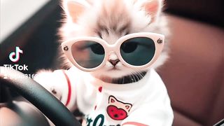Kissa 2