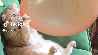 Kucing nakal