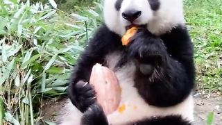 The panda enjoys a pumpkin