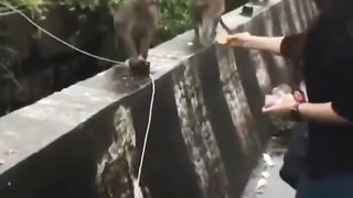 Funny Monkey Viral Video 114