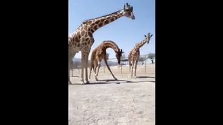 Cute Baby Animals Videos Compilation | Funny and Cute Moment of the Animals #9 - Cutest Animals 2023