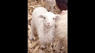Cute Baby Animals Videos Compilation | Funny and Cute Moment of the Animals #10