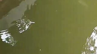 Air kolam Hijau tapi lele MENGGANTUNG❗ Jangan PANIK, cek endapan dasar (Amonia) buang
