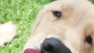 Funny Dog Viral Video 94
